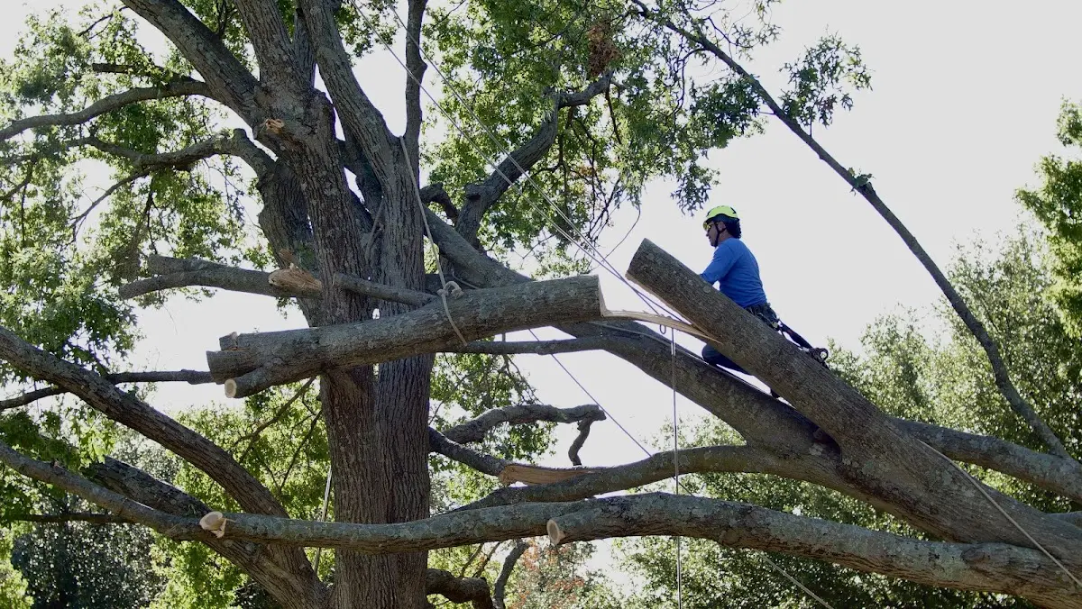 Professional Crown Thinning performed by certified arborists in Middlebourne