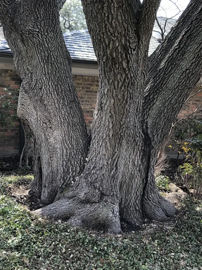 Mature heritage tree close to a Middlebourne property cared for by certified arborists